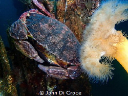 Romantic moment between crabs by John Di Croce 
